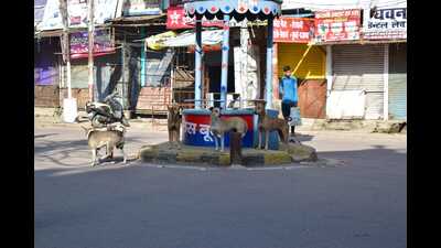 Stray dogs in Prayagraj (HT FILE) Stray dogs in Prayagraj (HT FILE)