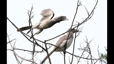 The maximum temperature in Chandigarh rose from 34.3°C on Wednesday to 35.1°C on Thursday, 3.5 degrees above normal. (Keshav Singh/HT)