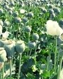 Nearly 100 poppy plants were discovered near the offices of the dean, vice-chancellor and the registrar of the Dada Lakhmi Chand State University of Performing and Visual Arts in Rohtak. (HT File)