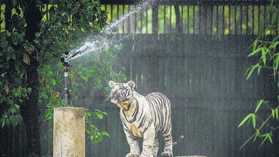 A white tiger cub at the Delhi zoo on summer’s day in 2023. (HT Archive) A white tiger cub at the Delhi zoo on summer’s day in 2023. (HT Archive)