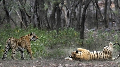 The data, released by the Forest Department on Thursday, was shared by Karnataka’s Minister for Forests, Environment, and Ecology, Eshwar B. Khandre. The data, released by the Forest Department on Thursday, was shared by Karnataka’s Minister for Forests, Environment, and Ecology, Eshwar B. Khandre.