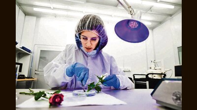 Researcher Eleni Stavrinidou works on turning a rose into an electricity conductor. (Thor Balkhed / Linköping University) Researcher Eleni Stavrinidou works on turning a rose into an electricity conductor. (Thor Balkhed / Linköping University)