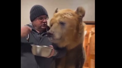 A man casually fed a bear with a spoon and even kissed it, leaving the internet stunned. (X/@AMAZlNGNATURE) A man casually fed a bear with a spoon and even kissed it, leaving the internet stunned. (X/@AMAZlNGNATURE)