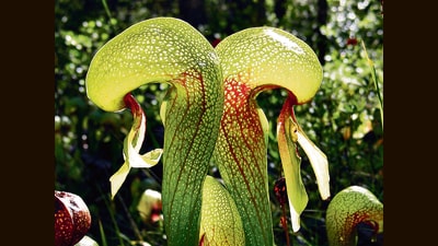 The carnivorous California pitcher. Read on to see how it traps its prey. (Wikimedia Commons) The carnivorous California pitcher. Read on to see how it traps its prey. (Wikimedia Commons)