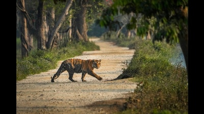 When you encounter the terms ‘straying’ or ‘conflict’ regarding tigers, remember that humans significantly contribute to these issues (AP) When you encounter the terms ‘straying’ or ‘conflict’ regarding tigers, remember that humans significantly contribute to these issues (AP)