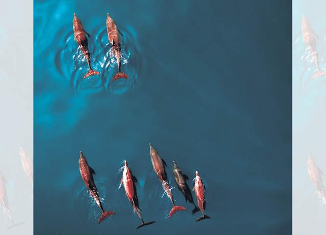 Guests can take a boat and go dolphin-watching. Guests can take a boat and go dolphin-watching.