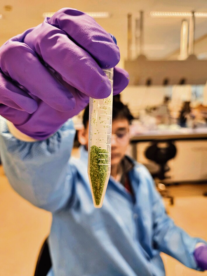 Each watermeal flower is about the size of a grain of sand. (Mahidol University) Each watermeal flower is about the size of a grain of sand. (Mahidol University)