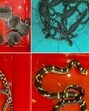 The reptiles seized from the passenger included 9 Californian king snakes, 10 chameleons, 12 River Fly tortoises and 3 monitor lizards. (PTI) The reptiles seized from the passenger included 9 Californian king snakes, 10 chameleons, 12 River Fly tortoises and 3 monitor lizards. (PTI)