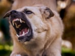 The neighbours claimed the pit bull had escaped from their backyard. The neighbours claimed the pit bull had escaped from their backyard.