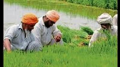 Punjab government advances paddy sowing to June 1