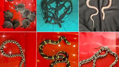 The reptiles seized from the passenger included 9 Californian king snakes, 10 chameleons, 12 River Fly tortoises and 3 monitor lizards. (PTI)