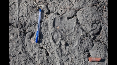 The tiger, which entered the Dharashiv district in December 2024, was the first of its kind to be sighted in the region in the past many years. (Representative photo) The tiger, which entered the Dharashiv district in December 2024, was the first of its kind to be sighted in the region in the past many years. (Representative photo)