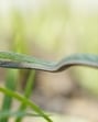 The rare long-snouted vine snake. (SOURCED IMAGE) The rare long-snouted vine snake. (SOURCED IMAGE)