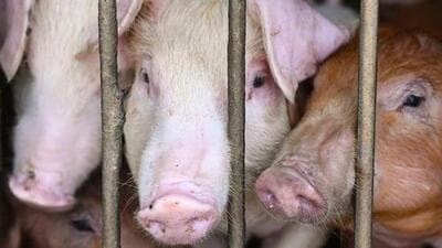 African swine fever is a large, double-stranded DNA virus in the Asfarviridae family and it causes a hemorrhagic fever with high mortality rates in domestic pigs. (Representational image) African swine fever is a large, double-stranded DNA virus in the Asfarviridae family and it causes a hemorrhagic fever with high mortality rates in domestic pigs. (Representational image)