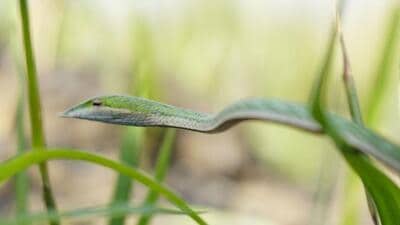 The rare long-snouted vine snake. (SOURCED IMAGE)