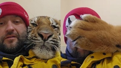 A viral video showed a man snuggling with his pet tiger. (Instagram/kirillpotapov)