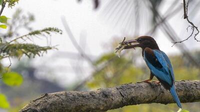A common kingfisher bird sits on a tree branch in New Delhi. (PTI) A common kingfisher bird sits on a tree branch in New Delhi. (PTI)