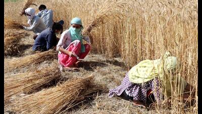 Farmers harvest wheat in Gharawathi village of Rohtak on Tuesday. (Manoj Dhaka/HindustanTimes) Farmers harvest wheat in Gharawathi village of Rohtak on Tuesday. (Manoj Dhaka/HindustanTimes)