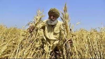 The committee, which will meet twice a year, will make recommendations on the necessary actions to make the policy more effective and responsive to the needs of farmers in Haryana. (HT File)