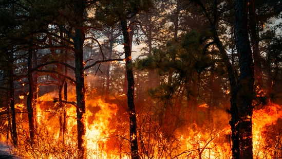 The Silver Fire erupted on Sunday near Owens Valley, California and burned through nearly 2 square miles (5 square km) of dry brush by Monday (AP)