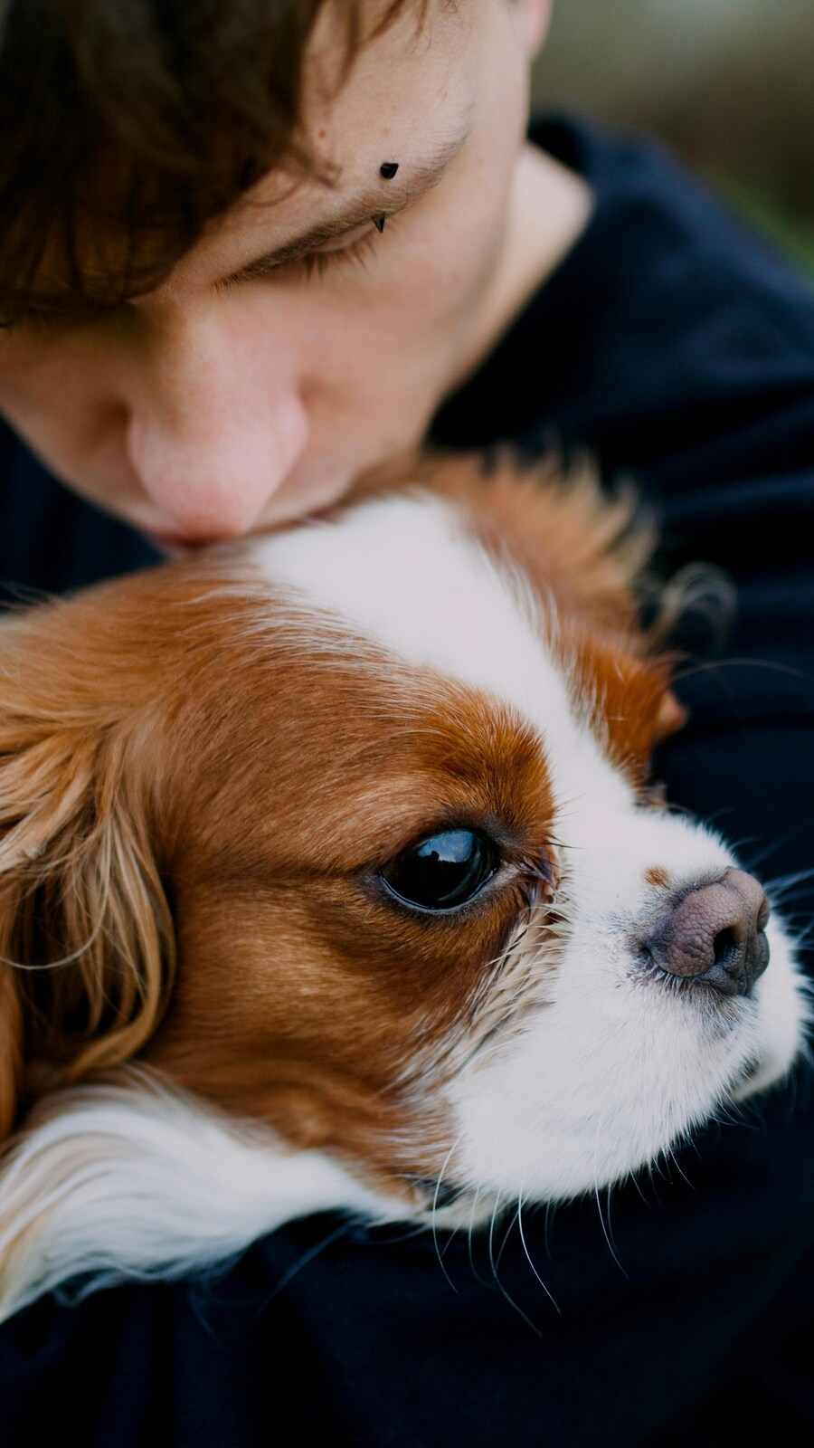 Most affectionate dog breeds that love to cuddle | Hindustan Times