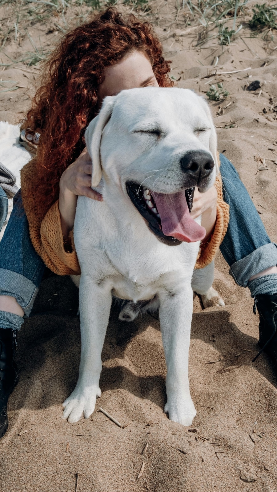 Most affectionate dog breeds that love to cuddle | Hindustan Times