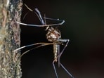 Mosquitoes