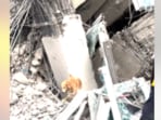 Rescue dogs from K9 USAR Thailand aid in search after 7.7 earthquake, earning praise online. Rescue dogs from K9 USAR Thailand aid in search after 7.7 earthquake, earning praise online.