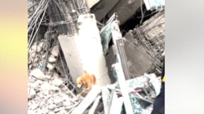 Rescue dogs from K9 USAR Thailand aid in search after 7.7 earthquake, earning praise online. (Facebook/K9 USAR Thailand)