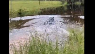 A man chased a giant crocodile to protect his dog. (X/@AMAZlNGNATURE) A man chased a giant crocodile to protect his dog. (X/@AMAZlNGNATURE)