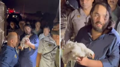 The video showed Mukesh Ambani's son Anant Ambani saving hens from cages. (Instagram/varindertchawla) The video showed Mukesh Ambani's son Anant Ambani saving hens from cages. (Instagram/varindertchawla)