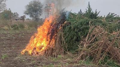 DRI destroys 9.49 acres of illegally cultivated cannabis in Dhule DRI destroys 9.49 acres of illegally cultivated cannabis in Dhule