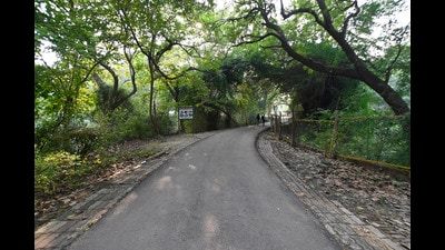 According to the research, the pollen of plants and trees, including Indian Plum, Indian Coral Tree, False White Teak, Amla, Mahua and Indian Beech Tree, were found significantly low in numbers (File Photo) According to the research, the pollen of plants and trees, including Indian Plum, Indian Coral Tree, False White Teak, Amla, Mahua and Indian Beech Tree, were found significantly low in numbers (File Photo)