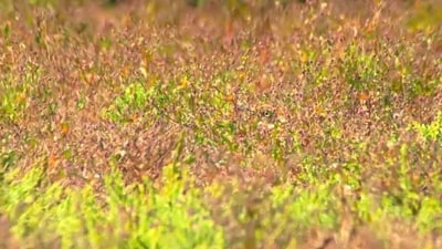Can you spot the hidden bird in just 7 seconds? (X/@piedpiperlko) Can you spot the hidden bird in just 7 seconds? (X/@piedpiperlko)