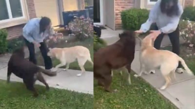 Sunita Williams reunited with her pet dogs after returning to Earth. (Screengrab X/@Astro_Suni) Sunita Williams reunited with her pet dogs after returning to Earth. (Screengrab X/@Astro_Suni)