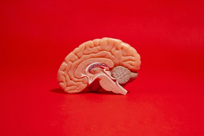 Scientist made a live brain model to see how the lab-made neurons behave in the surrounding. (Freepik)