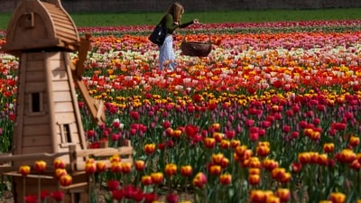 A woman picks flowers in a tulip field, in Arese, near Milan, Italy. Flower lovers and influencers flock to the tulip vistas as tulip tourism takes over Europe. (AP Photo/Luca Bruno) A woman picks flowers in a tulip field, in Arese, near Milan, Italy. Flower lovers and influencers flock to the tulip vistas as tulip tourism takes over Europe. (AP Photo/Luca Bruno)