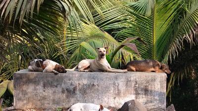 Navi Mumbai, India - March 23, 2024:Dog bites rise steeply to 16K in Navi Mumbai, India, on Saturday, March 23, 2024. (Photo by Bachchan Kumar/ HT PHOTO) (HT PHOTO) Navi Mumbai, India - March 23, 2024:Dog bites rise steeply to 16K in Navi Mumbai, India, on Saturday, March 23, 2024. (Photo by Bachchan Kumar/ HT PHOTO) (HT PHOTO)
