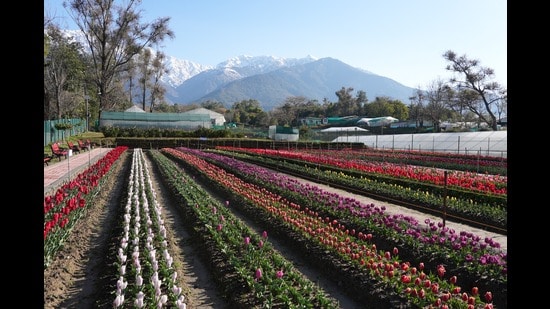 The facility, which is Himachal’s first Tulip Garden, was developed by CSIR- Institute of Himalayan Bioresource Technology (IHBT), Palampur. (HT File)