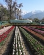 The facility, which is Himachal’s first Tulip Garden, was developed by CSIR- Institute of Himalayan Bioresource Technology (IHBT), Palampur. (HT File)