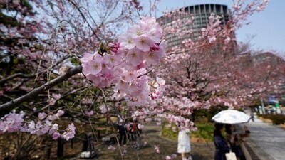 Cherry blossom season in Japan is a well-loved natural phenomenon that draws large number of tourists (AFP ) Cherry blossom season in Japan is a well-loved natural phenomenon that draws large number of tourists (AFP )