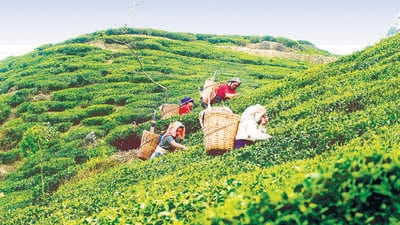 Data shared by the Tea Board of India reveals that the production of this world-famous brew, known for its rich aroma and unmatched flavour, dropped to 5.6 million kilos in 2024, the lowest in recent times. (HT Photo)