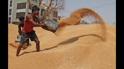 Labourers pile up the wheat grain at Anaj Mandi on a bright sunny day, in Gurugram on Friday. (File) Labourers pile up the wheat grain at Anaj Mandi on a bright sunny day, in Gurugram on Friday. (File)