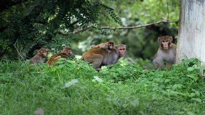 Monkeys at the Asola Bhatti Wildlife Sanctuary in New Delhi. (HT File Photo) Monkeys at the Asola Bhatti Wildlife Sanctuary in New Delhi. (HT File Photo)