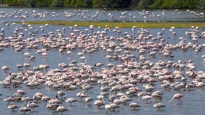 Mumbai, India - March 16, 2025: A flock of the migratory birds flamingo take rest in the afternoon heat at Nerul, in Mumbai, India, on Sunday, March 16, 2025. (Photo by Satish Bate/ Hindustan Times) (Hindustan Times) Mumbai, India - March 16, 2025: A flock of the migratory birds flamingo take rest in the afternoon heat at Nerul, in Mumbai, India, on Sunday, March 16, 2025. (Photo by Satish Bate/ Hindustan Times) (Hindustan Times)