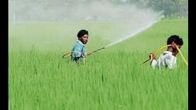 Punjab agriculture minister Gurmeet Singh Khudian said a special team conducted a surprise check at the New Grain Market, Hoshiarpur, and found 99 packets (100 grams each) of banned ammonium salt of glyphosate, manufactured and marketed by a firm in Panchkula.