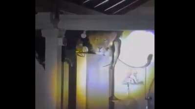 A Gujarat family mistook soft roars for a cat—only to find a lion on their kitchen wall. (X/Yasmin621065515) A Gujarat family mistook soft roars for a cat—only to find a lion on their kitchen wall. (X/Yasmin621065515)