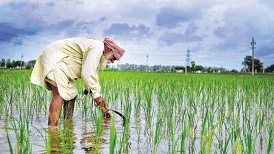 The state’s agricultural sector, once a pillar of strength, now represents a lost opportunity. Although it still contributes 30% of India’s wheat, Punjab’s reliance on old farming practices, environmental degradation, and water scarcity have deepened its crisis. (HT File) The state’s agricultural sector, once a pillar of strength, now represents a lost opportunity. Although it still contributes 30% of India’s wheat, Punjab’s reliance on old farming practices, environmental degradation, and water scarcity have deepened its crisis. (HT File)