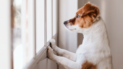Your dog waits for you like this as you leave for work. (Shutterstock) Your dog waits for you like this as you leave for work. (Shutterstock)