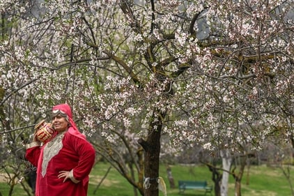 Kashmir, paradise on earth, gets bathed in a pink hue with cherry and almond blossoms (AFP) Kashmir, paradise on earth, gets bathed in a pink hue with cherry and almond blossoms (AFP)